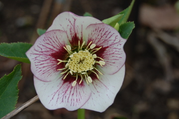 Fruehlingsstern0310.jpg