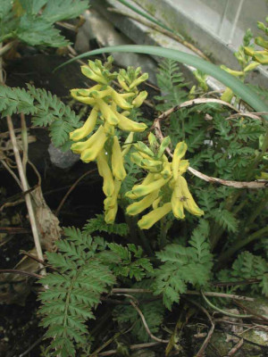 Corydalis_wilsonii.jpg