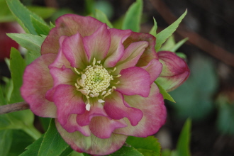 Gefuelltgruenrosa0310.jpg