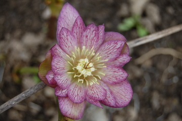 Meijer0310.jpg