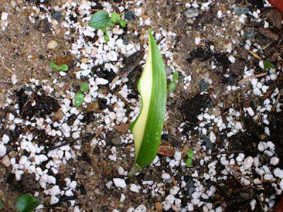 allium-ursinum-axel.jpg
