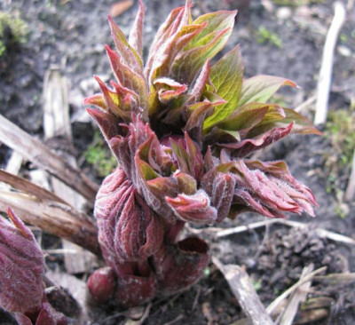 Paeonia_mollis_3_640x480.jpg
