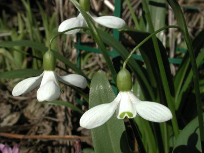 Galanthus_ikariae.jpg