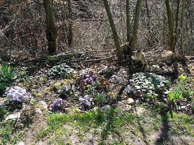 hepaticafleck.jpg