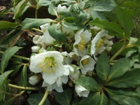 Helleborus_461.jpg