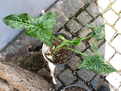 arum_italicum-axel1.jpg