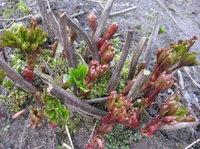 Paeonia_peregrina_640x480.jpg