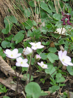 corydalis_sol_kl.jpg