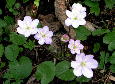 hepatica_nobilis_rosa_kl.jpg