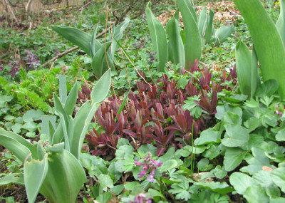 euphorbia_dulcis_chamaeleon_kl2.jpg