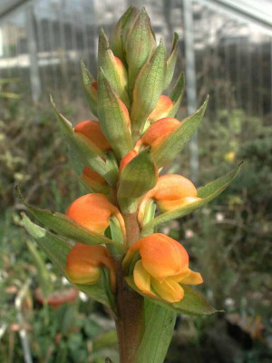 Satyrium_coriifolium.jpg