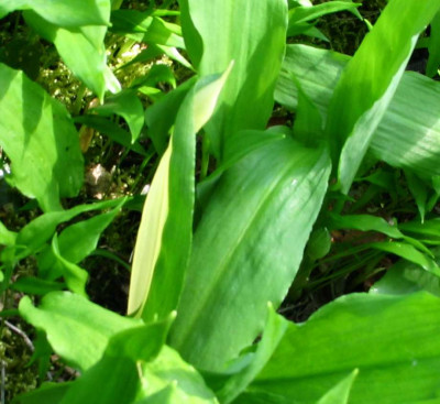 barlauch-pannaschiert.jpg