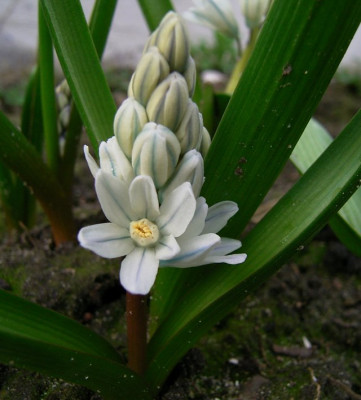 PuLiba0501ak.jpg