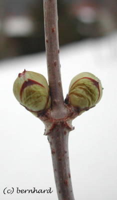 sambucusracemosaplumosaaurea.jpg