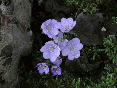 Hepatica__triloba.jpg
