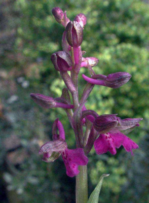 Anacamptis_morio_dunkel.jpg