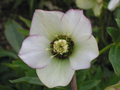 Picotee_neue_Blueten_PG.jpg