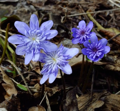 DSCF0225_eHepatica_transsilvanica_gef.JPG