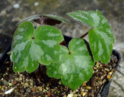 DSCF0234_eHepatica_yamatutai_gefl.JPG