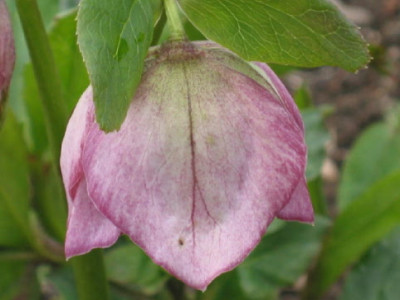 Einfach_mauve_rosa_PG.jpg