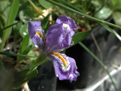 Iris_spec..jpg