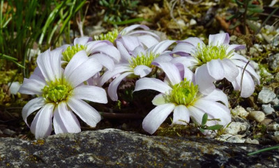 DSCF0224_eCallianthemum_anemonoides.JPG