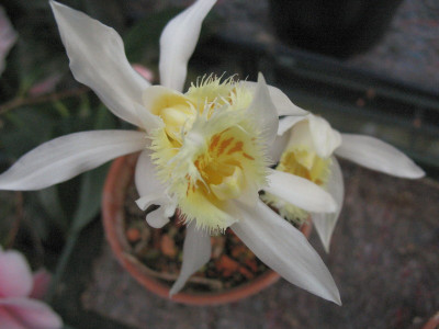P._grandiflora_31.3.10._004.jpg