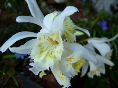 Pleione_grandiflora_w12.JPG