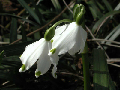Leucojum_vernum_var._vagneri.jpg