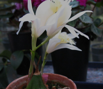 Pleione_grandiflora_31.3.10._003.jpg