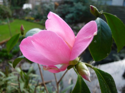 Tulip.JPG