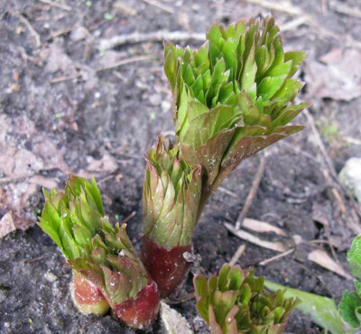 Paeonia_officinalis_Slg_640x480.jpg