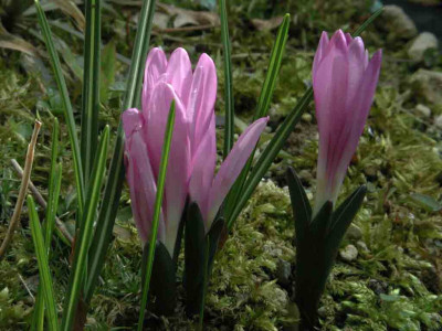Colchicum_vernum.jpg
