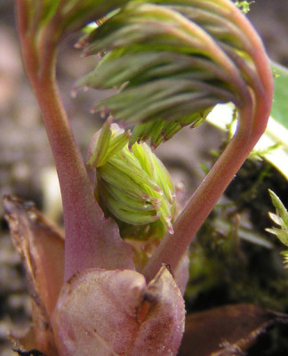 dicentra_eximia_oder_formosa_wer_weiss.jpg