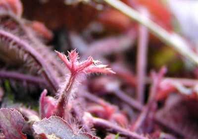 heuchera_cimis_spende.jpg