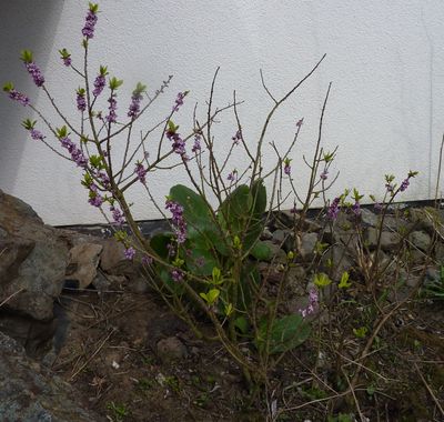 Daphne_mezereum_klein_bleidbende_Form_fars_2010.jpg