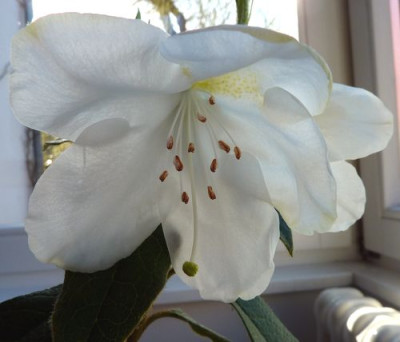 Rhododendron_x_Sesterianum_fars_2010.jpg