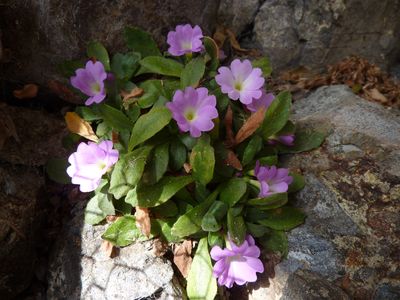 Primula_allionii_2_fars_2010.jpg