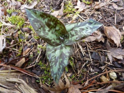 Trillium_reliquum_2010.jpg
