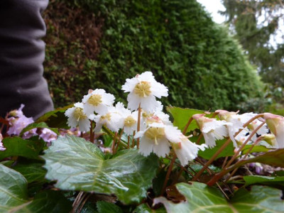 Shortia_galiciflolia_2110_1.jpg