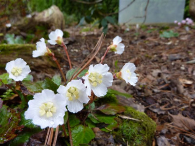 Shortia_galiciflolia__2110_2.jpg