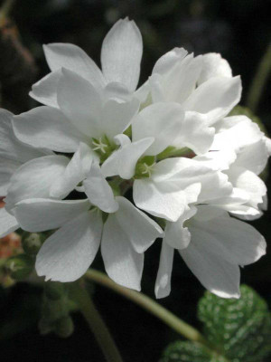 Pelargonium_cotyledonis.jpg
