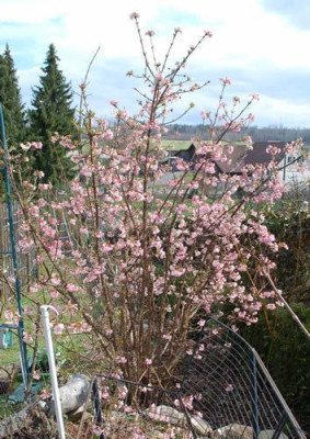 Viburnum_bodnantense_Dawn_0010_63507.jpg