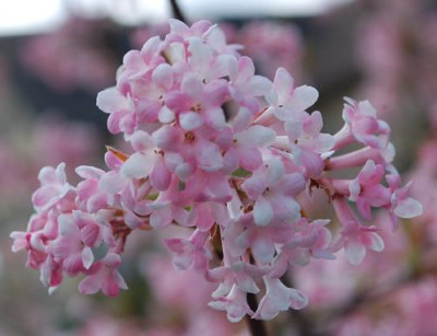 Viburnum_bodnantense_Dawn_0011__63518.jpg