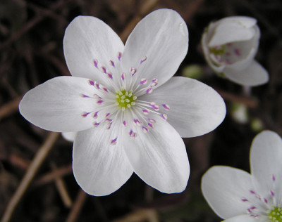 hepatica_die_schoenste.jpg