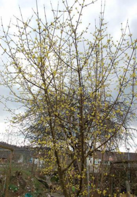 Cornus_mas_0010__63542.jpg