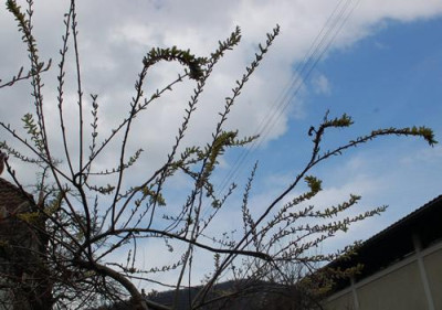 Salix_sachalinensis_sekka_0010__3549.jpg