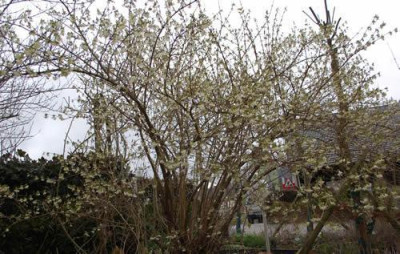 Lonicera_x_purpusii_Duftheckenkirsche_0010__63554.jpg