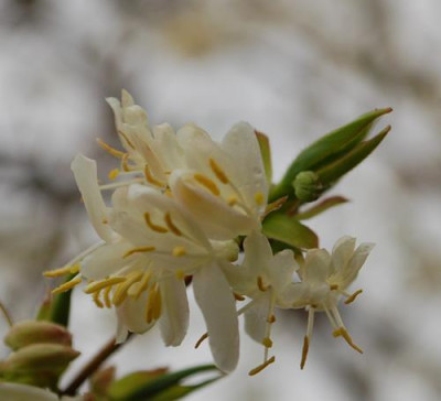 Lonicera_x_purpusii_Duftheckenkirsche_0011__63556.jpg