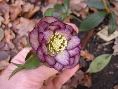 k-09-3_picote_gefullt.JPG